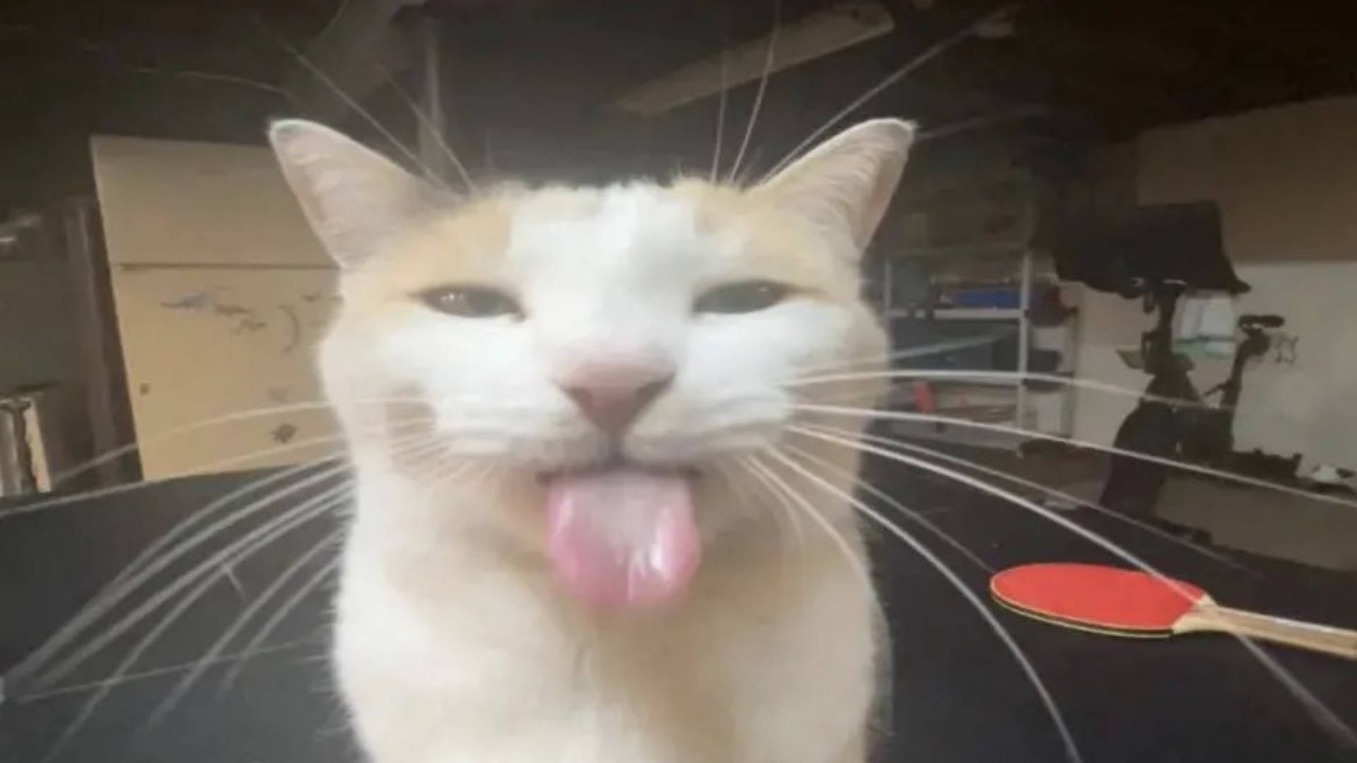 Image of the cat with the tounge